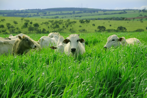  Manejo correto é decisivo para pastagens de alta tecnologia expressarem máximo potencial produtivo