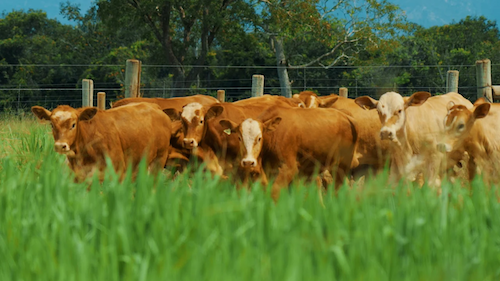  Manejo correto é decisivo para pastagens de alta tecnologia expressarem máximo potencial produtivo