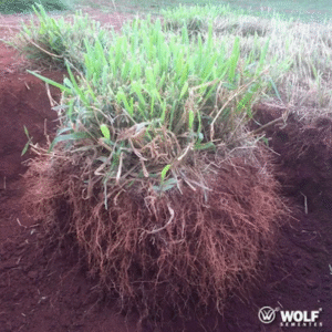 O consórcio perfeito: como uma braquiária híbrida pode otimizar sistemas de plantio direto de milho