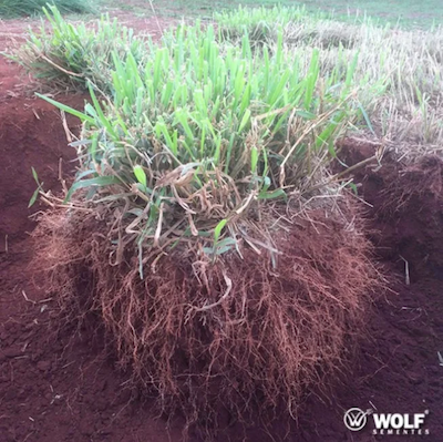 O consórcio perfeito: como uma braquiária híbrida pode otimizar sistemas de plantio direto de milho