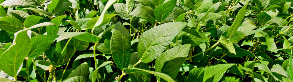  BASF Soluções para Agricultura adquire empresa de controle biológico de pragas AgBiTech