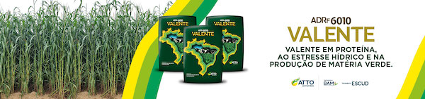 Valente ADRF 6010 surge como alternativa estratégica para silagem em sistemas pecuários intensificados
