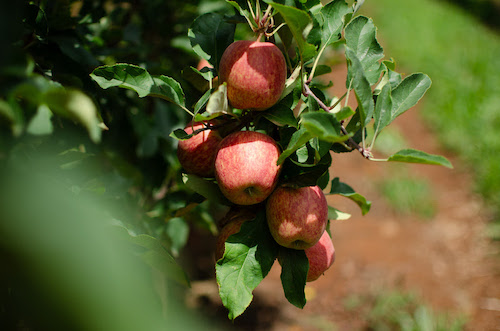 Safra da Maçã 2025/2026 abre oficialmente com expectativa de retorno aos patamares médios históricos e frutos de alta qualidade