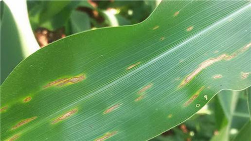  Pressão crescente de Bipolaris no início da safra reforça a importância do controle assertivo no milho