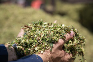 Valente ADRF 6010 surge como alternativa estratégica para silagem em sistemas pecuários intensificados