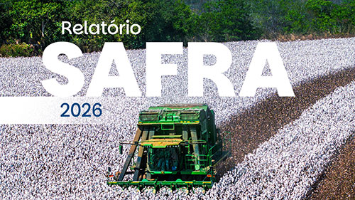 Plantio da nova safra de algodão entra na reta final, enquanto o Brasil conclui o beneficiamento de uma produção recorde, aponta relatório da Abrapa