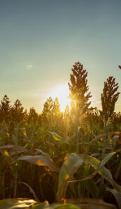 Com crescimento da área plantada, sorgo ganha protagonismo na safra 2025/26