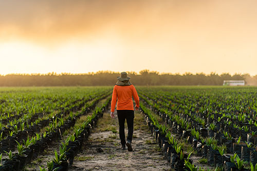 No Dia do Agronegócio, Agropalma apresenta ações de rastreabilidade e segurança no mercado de palma