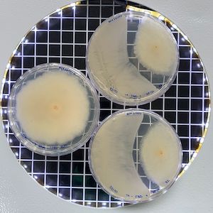 Novo biofungicida multissítio amplia controle de doenças foliares e reduz risco de surgimento de resistência em importantes culturas agrícolas