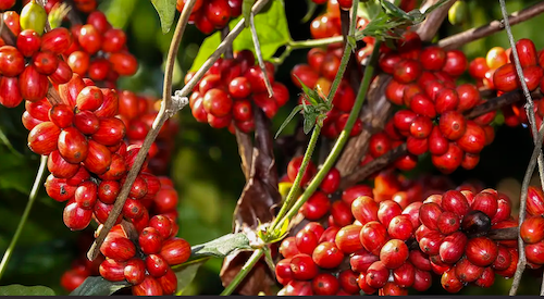 Ascenza Brasil vai ampliar em 30% seu portfólio de soluções agrícolas nos próximos três anos