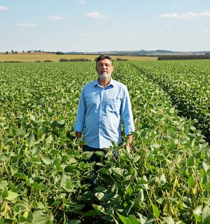 Integrando sojicultura e abelhas: um processo de ganha-ganha Por Décio Luiz Gazzoni, Engenheiro Agrônomo, pesquisador da Embrapa Soja, membro do Conselho Científico Agro Sustentável (CCAS), da Academia Brasileira de Ciência Agronômica, do Conselho Científico da ABELHA e do Comitê Estratégico Soja Brasil Não basta produzir, o sistema de produção precisa ser sustentável – este é um princípio da boa Ciência Agronômica. A produtividade de uma cultura é um dos índices utilizados para aferir a sustentabilidade. Para isto, necessita ser lastreada em tecnologias e processos reconhecidamente sustentáveis. Uma das formas de aumentar a produtividade, em bases sustentáveis, é a polinização. Vamos usar o exemplo da soja para demonstrar a importância da polinização para a produtividade e a sustentabilidade agrícolas. A soja é a quarta planta alimentícia mais cultivada no mundo. Ela contribui com um quarto do óleo comestível e dois terços da proteína para formulação de rações para consumo animal. Desde a década de 1970, a produção de soja cresceu mais rápido do que qualquer uma das principais culturas, prevendo-se produção superior a 420 milhões de toneladas (Mt) na safra 2025/26. O Brasil consolida-se como o maior produtor mundial, respondendo por 40% da produção, com previsão de colher cerca de 175 Mt na safra 2025/26, cultivando cerca de 50 Mha. É um mercado líquido, aberto, e com demanda garantida nas próximas décadas. Polinização A polinização é um dos serviços ecossistêmicos mais importantes provido pela Natureza. Estima-se que 30% da produção mundial de alimentos dependa de polinizadores, que adicionam mais de US$ 200 bilhões anuais ao valor da produção agrícola. E esse serviço da Natureza é prestado gratuitamente, talvez a principal razão pela qual não seja devidamente valorizado. Estima-se que cerca de 300 mil espécies de plantas com flores habitem nosso planeta, das quais em torno de 1.200 fornecem produtos agrícolas, como alimentos e fibras. Cerca de 75% das plantas com flores – cultivadas ou não - dependem, em algum grau, de polinização por animais. Para tanto, contam com dezenas de milhares de espécies, que são os polinizadores, em especial as abelhas. Constata-se que a polinização é responsável pela reprodução e perpetuação da maioria das espécies vegetais. Soja e polinização Até pouco tempo a soja era descrita como uma planta autógama, ou seja, que se autopoliniza, ou seja: não depende de polinizadores. Também é dita cleistogâmica: quando as flores se abrem, a maioria delas estaria devidamente autopolinizada. Mas, em ciência, a verdade é sempre a última verdade, por ser constantemente revisitada. Estudos recentes demonstraram que as flores de soja podem ser polinizadas por visitantes florais até seis horas após a sua abertura. Os insetos se orientam na busca por recursos, principalmente alimentos, por características como forma, tamanho, cor e substâncias voláteis indicadoras. As plantas valem-se disso para atrair polinizadores. Uma vez atraídos, são reforçados para continuar visitando flores de uma determinada espécie de planta a fim de obter recursos (recompensas) para sua sobrevivência. Essas recompensas são pólen, néctar, resinas, ceras, lipídios e óleos essenciais. Aí surgem os novos estudos agronômicos, demonstrando que a soja possui características de flores que, ativamente, atraem polinizadores. Atenção para o raciocínio: se as abelhas são atraídas para as flores de soja, usando recursos e energia essenciais para as plantas, então existe uma razão importante para tanto. Soja e abelhas Os novos estudos reforçam que a soja tem baixa dependência de polinização externa; ela produz sementes mesmo na ausência de polinizadores. A novidade da ciência agronômica é que, quando ocorre polinização suplementar por visitantes florais, a produtividade de soja é aumentada. Isso explica porque a soja atrai, ativamente, polinizadores: ela vai produzir mais sementes, para cumprir seu objetivo de perpetuar a espécie. Em decorrência, o produtor colhe mais, na mesma área, usando os mesmos insumos. Para atrair abelhas, a soja lança no ar substâncias voláteis, que orientam as abelhas até suas flores. Mas, apenas atrair, não é suficiente. Para garantir a fidelidade das abelhas, para assegurar que elas retornem muitas vezes até suas flores, o néctar é a principal recompensa da soja para as abelhas. É um néctar de elevada qualidade, com alta concentração de açúcares, e produzido em grande quantidade. O pico da oferta de néctar ocorre entre 10h e 12h da manhã. O que coincide com o horário de pico de visitação de abelhas na soja, de acordo com os estudos da Embrapa. Pelo exposto, a integração harmônica de abelhas silvestres ou manejadas com a cultura da soja é primordial pois, com a expansão contínua de área, as lavouras de soja estão cada vez mais se aproximando dos repositórios de abelhas nativas ou dos apiários fixos. Da mesma forma, com a descoberta que a soja se constitui em um excelente pasto apícola, os apicultores estão posicionando seus apiários migratórios nas proximidades de áreas de cultivo de soja, para permitir que as abelhas forrageiem na cultura. Aí é que entra a ciência agronômica, viabilizando esta integração. Mais produtividade Por que as abelhas aumentam a produtividade da soja? Esta é a pergunta que vale milhões de dólares, respondida pelos engenheiros agrônomos. O ovário da soja possui de 3 a 4 óvulos, mas pode ter até seis óvulos. Os sojicultores sabem que, em condições normais de campo, são encontradas entre duas e três sementes por vagem. Portanto, nem todos os óvulos são fecundados. Aí entram as abelhas, aumentando a deposição de pólen no estigma, propiciando a formação de mais tubos polínicos, e elevando a probabilidade da fertilização dos óvulos. Nas lavouras próximas de apiários foi observado maior número de vagens com 3 e 4 grãos e menor número de vagens chochas ou com um grão, além de grãos mais pesados. Em geral, os estudos realizados em diferentes países – incluindo o Brasil - mostram um aumento médio de produtividade da soja entre 15-20%, na presença de população adequada de abelhas. Em alguns casos, os ganhos de produtividade chegam a 30%, às vezes mais. As investigações da Embrapa mostraram ganhos médios de 13% na produtividade da soja, como média de diversos anos e diferentes locais. É essencial verificar que o incremento de produtividade significa uma renda líquida para o produtor. Ocorre que, para a integração entre soja e abelhas, não há necessidade de alteração no sistema de produção, sendo utilizada a mesma quantidade de sementes, adubo, pesticida ou óleo diesel, ou seja, os custos permanecem os mesmos. Considerando a produtividade média da safra 2024/25, a cotação atual da soja e o incremento de produtividade observado nos estudos da Embrapa, significa uma renda líquida adicional superior a R$1.500,00 por hectare. O que equivale a 25-30% do custo de produção de soja, estimado para a safra atual. Ganha-ganha O aumento da produtividade de soja, pela presença de abelhas próximo às lavouras, tem despertado um interesse crescente dos sojicultores na colocação de apiários nas bordas das áreas de cultivo com a soja. Os apicultores também têm demonstrado empenho semelhante, porque obtém um pasto apícola farto e de alta qualidade, produzindo um mel muito valorizado no mercado. Os apicultores que colocam suas colmeias próximas às lavouras de soja têm colhido em torno de 50-60 kg de mel, durante a floração da cultura. Para efeito de comparação, a média brasileira é de 19 kg por colmeia, por ano. Isso significa um ganho excepcional na produtividade e rentabilidade dos apicultores. Por isso que a integração soja e abelhas é um processo ganha-ganha: ganham os apicultores, os sojicultores, o ambiente, a sociedade, o Brasil e o mundo. Examinemos o ganho ambiental com a integração. As emissões de gases de efeito estufa são calculadas ao longo do ciclo da soja sendo, em sua maioria decorrentes dos insumos e das máquinas utilizadas. Ao colher mais, usando a mesma quantidade de insumos, sem aumentar a área cultivada, o produtor de soja está diminuindo o volume de emissões por tonelada de soja produzida. Esse é um fato muito importante para compor a imagem de sustentabilidade da agricultura brasileira junto aos consumidores dos países que importam nossos produtos. A demonstração deste fato foi feita pela Embrapa, como parte de sua colaboração para COP-30. De acordo com a publicação acima, se a produtividade de soja for aumentada em 20% é possível reduzir em 25% a emissão de gás carbônico equivalente, por tonelada de soja produzida. Isso sem contar o ganho por evitar a expansão da área, pois os cálculos de emissões por mudança de uso da terra são muito complexos, e variam de acordo com o bioma. Boas práticas Para que a integração entre soja e abelhas seja harmoniosa e proveitosa para todas as partes, é necessário a observância de boas práticas agrícolas, apícolas e de comunicação. A Embrapa desenvolveu, testou e validou um conjunto de boas práticas, que foram publicadas pelo Senar, em forma de cartilha, disponível gratuitamente para todos os interessados. Em resumo, a ciência agronômica não apenas desvendou a interação benéfica entre soja e abelhas, mas também quantificou seus efeitos na produtividade e na economia, viabilizou a aplicação prática dessa integração no campo e demonstrou seu papel fundamental na construção de um sistema de produção de soja mais sustentável. É com tecnologias como esta que os engenheiros agrônomos estão tornando o agro brasileiro um dos mais sustentáveis do mundo, ampliando as oportunidades para o agronegócio brasileiro, tanto no mercado doméstico quanto no comércio internacional.