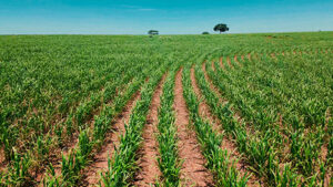 Parceria entre CTC e Agrocico impulsiona produtividade em Araçatuba