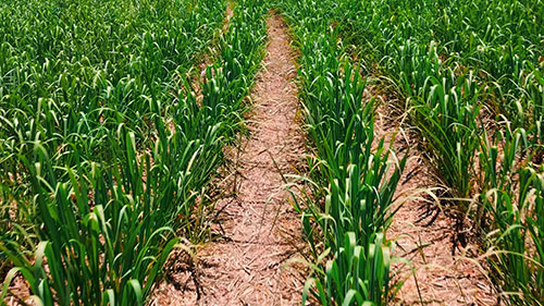 Parceria entre CTC e Agrocico impulsiona produtividade em Araçatuba