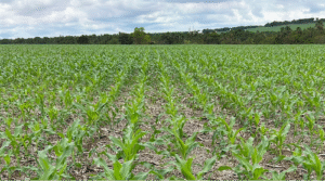 Virada de chave da soja para o milho exige visão de sistema e alta eficiência no campo