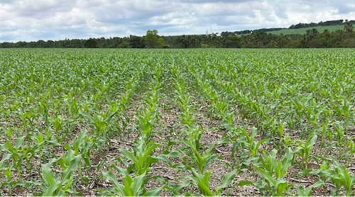 Virada de chave da soja para o milho exige visão de sistema e alta eficiência no campo