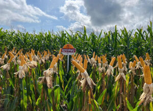 Híbrido de milho com tecnologia e tratamento de semente auxilia no manejo e redução da população dos nematóides do solo no sistema de produção milho/soja