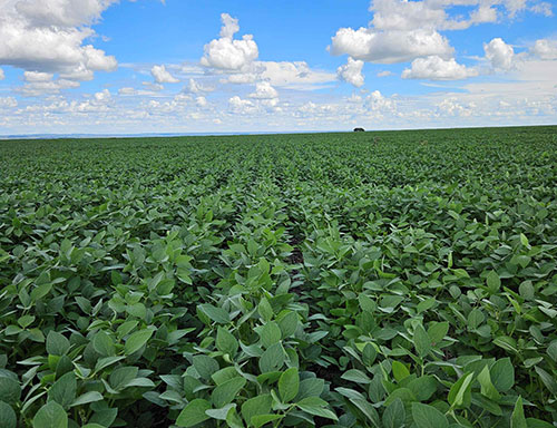 Multinacional lança novo regulador de crescimento para otimização da arquitetura da soja