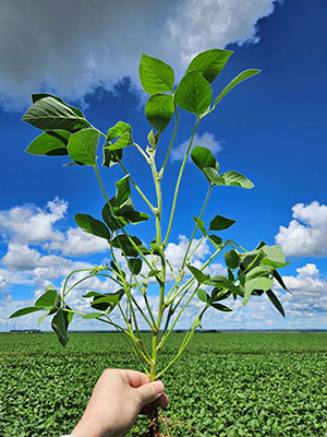 Multinacional lança novo regulador de crescimento para otimização da arquitetura da soja