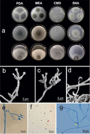  Fungo amazônico pode controlar doenças agrícolas e gerar novos antibióticos