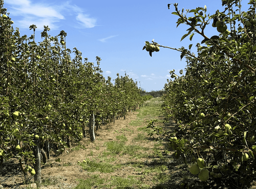 Dia de Campo mostra que pera pode ser alternativa produtiva no Semiárido baiano