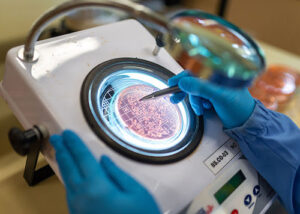 Uso de bioinsumos eleva em mais de 8% a produtividade da soja no Paraná