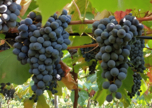 Novo combo de uvas tintureiras reforça produção de sucos e vinhos brasileiros