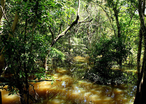 Fungo amazônico pode controlar doenças agrícolas e gerar novos antibióticos