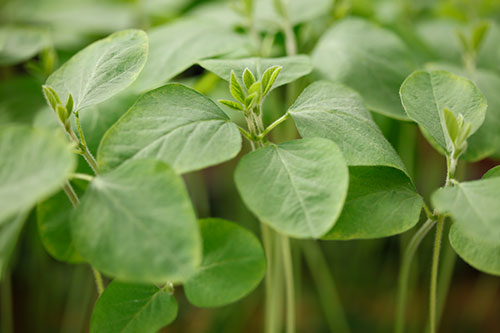 Nova geração de tecnologias auxilia plantas a se defenderem sozinhas de extremos climáticos