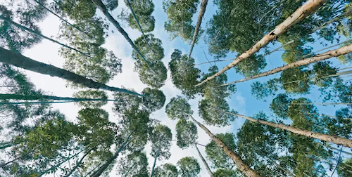 FuturaGene obtém aprovação regulatória inédita no mundo para eucalipto geneticamente editado