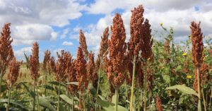 Getap lança premiação nacional para o sorgo e abre inscrições em meio à forte expansão da cultura no Brasil