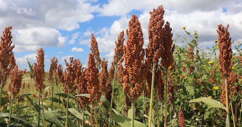 Getap lança premiação nacional para o sorgo e abre inscrições em meio à forte expansão da cultura no Brasil