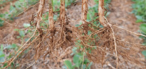 Inoculação radicular na soja impulsiona estabilidade na safra de inverno do milho
