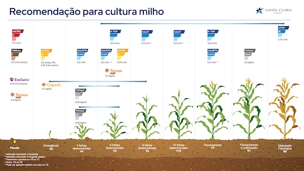 Soluções para nutrição e proteção são aliadas do produtor na safrinha do milho