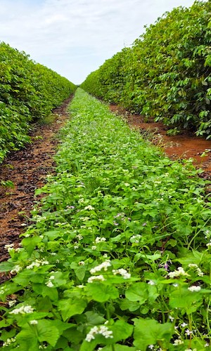 Transformar plantações de café em "floresta" derruba ataques de praga em em cerca de 30% %, mostra pesquisa realizada em fazendas de Minas Gerais