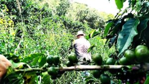 Transformar plantações de café em "floresta" derruba ataques de praga em em cerca de 30% %, mostra pesquisa realizada em fazendas de Minas Gerais