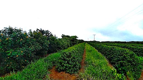 Transformar plantações de café em "floresta" derruba ataques de praga em em cerca de 30% %, mostra pesquisa realizada em fazendas de Minas Gerais