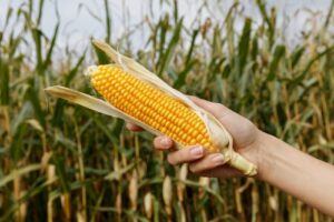 Safrinha de milho entra em fase decisiva sob cenário de chuvas irregulares