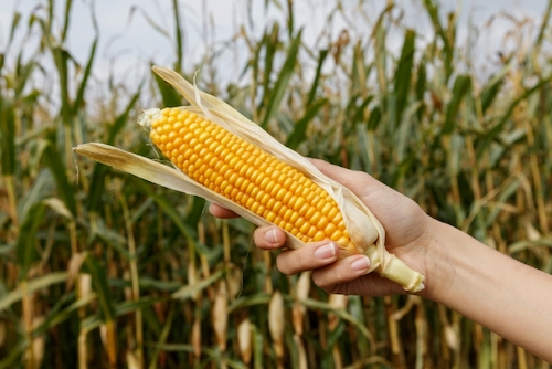 Safrinha de milho entra em fase decisiva sob cenário de chuvas irregulares