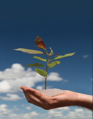 Polímeros hidroretentores avançam como ferramenta estratégica no manejo hídrico da cafeicultura