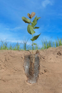 Polímeros hidroretentores avançam como ferramenta estratégica no manejo hídrico da cafeicultura
