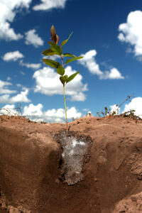 Polímeros hidroretentores avançam como ferramenta estratégica no manejo hídrico da cafeicultura