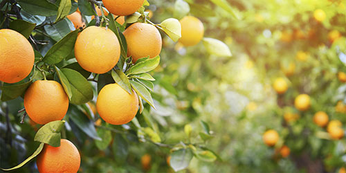 Nova tecnologia amplia o controle do psilídeo e ajuda a conter o avanço do Greening na citricultura brasileira