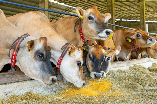 Inpasa abre nova rota de exportação de DDGS para o mercado chinês