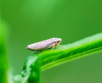 Koppert destaca protagonismo em microbiológicos no Show Tecnológico Copercampos 2026