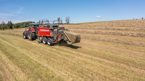  Qualidade da forragem é decisiva para a produtividade do rebanho