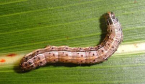 Lagarta-do-cartucho pede atenção no início da safrinha de milho. Saiba como identificar e controlar o problema
