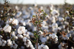 Clima do Cerrado está favorável ao desenvolvimento do algodão na safra 2025/2026, aponta Conab