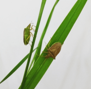Percevejo-barriga-verde permanece no campo após a cultivo de soja e ameaça o milho-safrinha