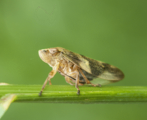 Pressão da cigarrinha no milho safrinha acende alerta para produtores