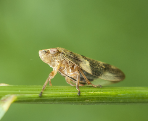 Pressão da cigarrinha no milho safrinha acende alerta para produtores